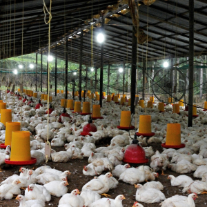 Broiler Breeder Feed Consultancy