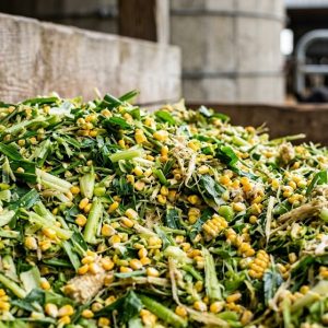 Corn Silage